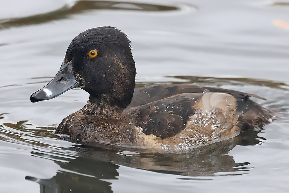Ring-necked duck